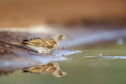 Southern Grey-headed Sparrow drinking at waterhole in Kruger National park, South Africa ; Specie family Passer diffusus of Passeridae