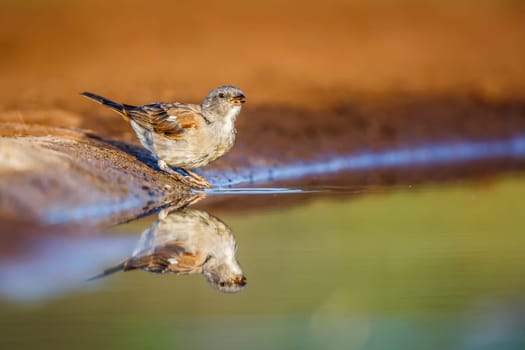 Southern Grey-headed Sparrow along waterhole with reflection in Kruger National park, South Africa ; Specie family Passer diffusus of Passeridae