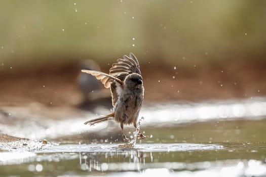 Southern Grey-headed Sparrow flying over water in Kruger National park, South Africa ; Specie family Passer diffusus of Passeridae