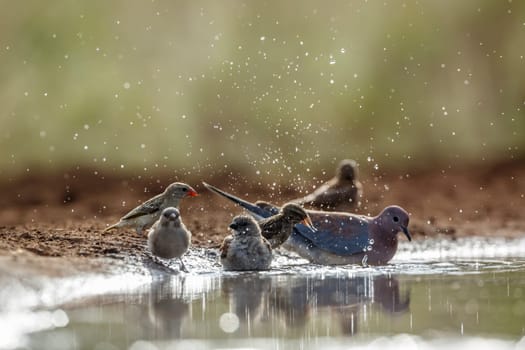 Southern Grey headed Sparrow, Red-billed Quelea, and laughing dove bathing in waterhole in Kruger national park, South Africa