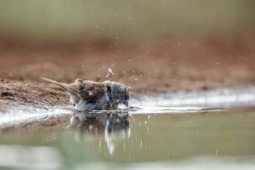 Southern Grey-headed Sparrow bathing in waterhole in Kruger National park, South Africa ; Specie family Passer diffusus of Passeridae