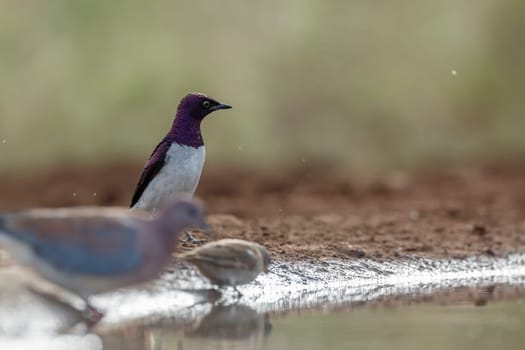 Violet backed starling in Kruger National park, South Africa ; Specie Cinnyricinclus leucogaster family of Sturnidae