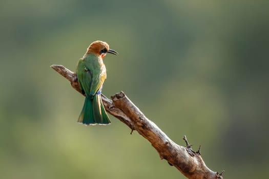 White fronted Bee eater standing on a branch rear view in Kruger National park, South Africa ; Specie Merops bullockoides family of Meropidae