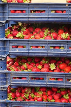 Strawberry boxes of freshly picked strawberries.