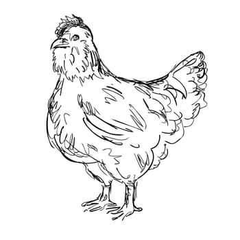 Drawing sketch style illustration of an Ameraucana hen, an American breed of domestic chicken viewed from side on isolated white background done in black and white line art.
