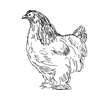 Drawing sketch style illustration of a Brahma hen, Brahma Pootra, Burnham, Gray Chittagong or Shanghai, an American breed of domestic chicken viewed from side done in black and white line art.
