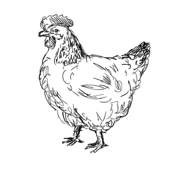 Drawing sketch style illustration of an Old Sussex, Kent Fowl, Sussex chicken or hen viewed from side on isolated white background done in black and white line art..
