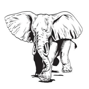 Comics style drawing or illustration of an angry African Elephant charging viewed from front on isolated background in black and white retro style.