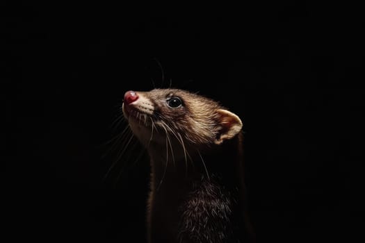 This ultra sharp portrait features a slender ferret with detailed features against a dark background. The ferret's curious expression and soft fur texture create an engaging image of wildlife.