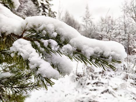 Pine branches covered with a thick layer of snow stand out against a blurred winter forest backdrop on a chilly day.