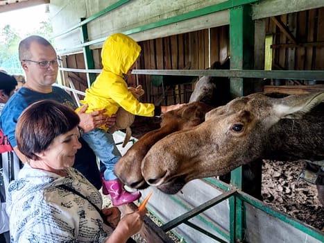 Kostroma, Russia - July 31, 2024: Family interacts with moose at Sumarokovo Moose Farm in Kostroma, Russia on rainy day
