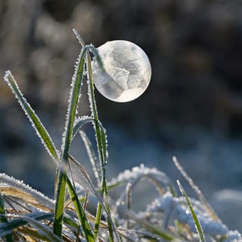 Frozen bubble in nature. A beautiful macro shot of nature in winter. Concept for environment, water and frost.