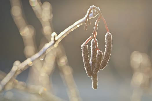Frost and snow on branches. Beautiful winter seasonal  background. Photo of frozen nature.