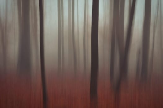 Trees in the forest with fog. Blurred - photographed with movement as art. Concept for landscape with winter nature. Cold weather with fog in winter time.