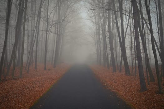 Trees in the fog. Concept for landscape with winter nature and environment. Cold weather with fog in winter time.