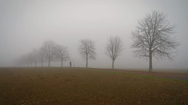 Trees in the fog. Concept for landscape with winter nature and environment. Cold weather with fog in winter time.