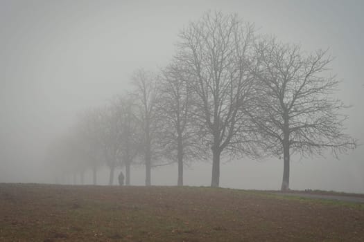 Trees in the fog. Concept for landscape with winter nature and environment. Cold weather with fog in winter time.
