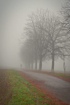 Trees in the fog. Concept for landscape with winter nature and environment. Cold weather with fog in winter time.