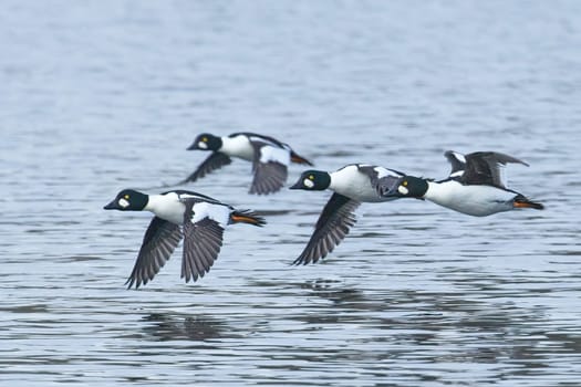 A flock of common goldeneye waterfowl fly just above the lake water in north Idaho.