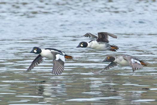 A flock of common goldeneye waterfowl fly just above the lake water in north Idaho.