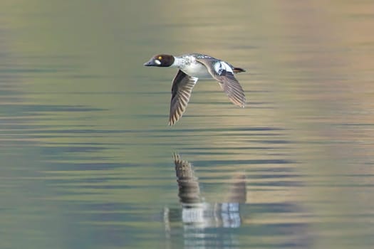 A common goldeneye waterfowl flies just above the lake water in north Idaho.