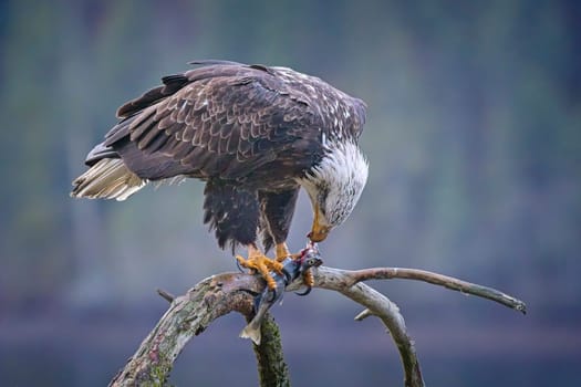 An American bald eagle perched on a branch is eating a fish it recently caught in north Idaho.