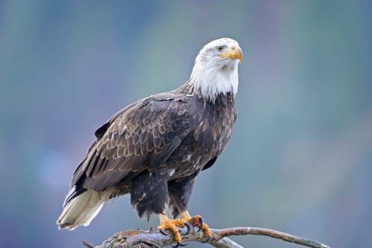 An American bald eagle is perched on a barren branch in north Idaho.