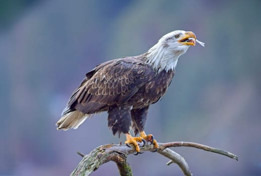 An American bald eagle perched on a branch is eating a fish it recently caught in north Idaho.