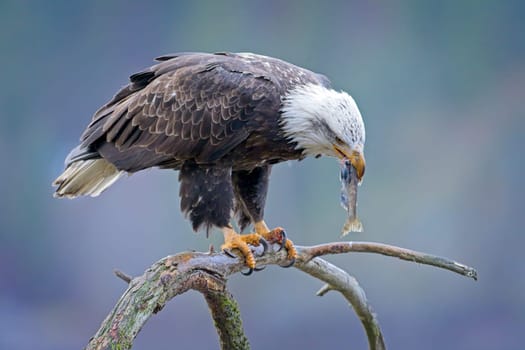 An American bald eagle perched on a branch is eating a fish it recently caught in north Idaho.