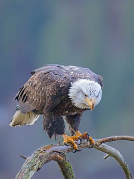 An American bald eagle is perched on a barren branch in north Idaho.