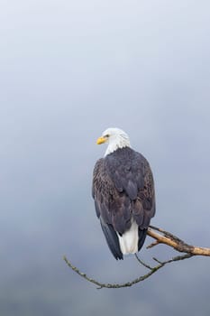 An American bald eagle is perched on a barren branch on a foggy day in north Idaho.