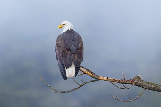 An American bald eagle is perched on a barren branch on a foggy day in north Idaho.