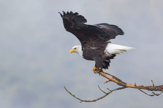 An american bald eagle flaps its wings preparing to take flight in north Idaho.