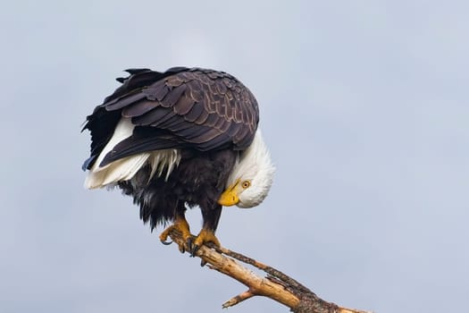 A bald eagle perched on a branch in north Idaho is preening itself.