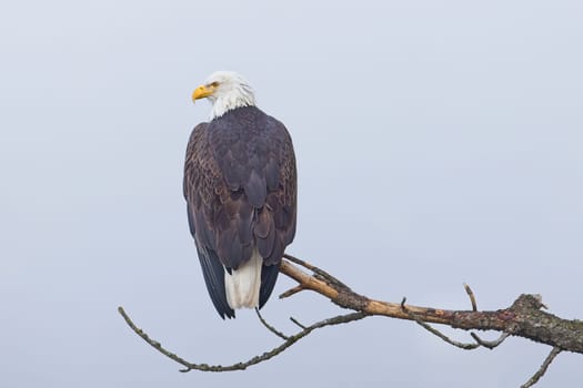 An American bald eagle is perched on a barren branch on a foggy day in north Idaho.