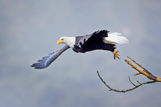 An american bald eagle flies off from a branch on a foggy day in north Idaho.