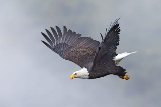 An american bald eagle flies off from a branch on a foggy day in north Idaho.