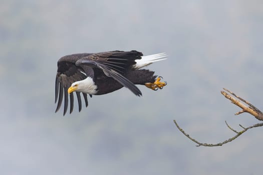 An american bald eagle flies off from a branch on a foggy day in north Idaho.