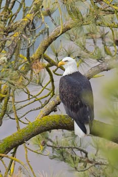 A bald eagle is perched on a branch in a pine tree in north Idaho.