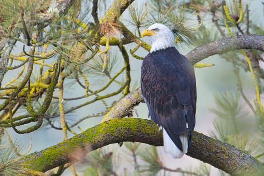 A bald eagle is perched on a branch in a pine tree in north Idaho.