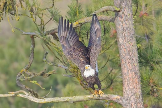 An american bald eagle flies off from a pine tree branch in north Idaho.