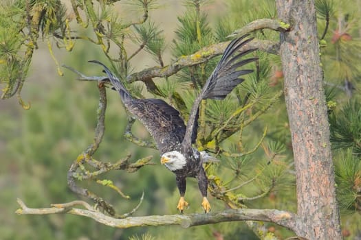 An american bald eagle flies off from a pine tree branch in north Idaho.