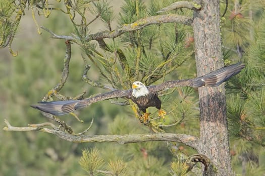An american bald eagle flies off from a pine tree branch in north Idaho.