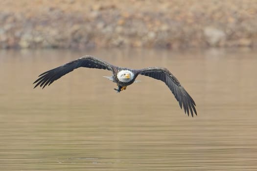 A bald eagle flies low just above the lake with a fish in its talons in north Idaho.