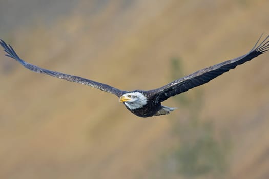 An American bald eagle soars low in the air in north Idaho.