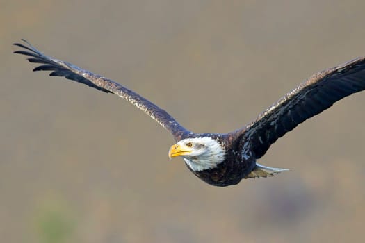An American bald eagle soars low in the air in north Idaho.