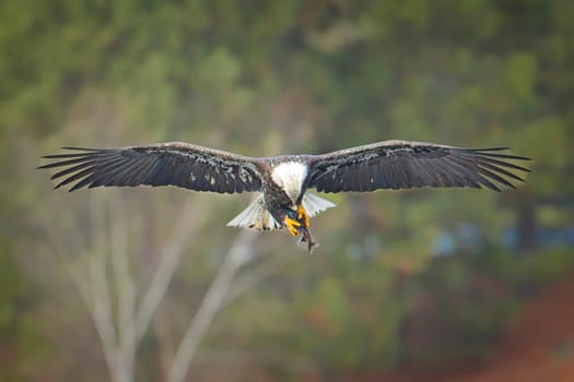A bald eagle  adjusts a fish in its talons while in mid flight in north Idaho.