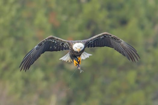 A bald eagle  adjusts a fish in its talons while in mid flight in north Idaho.