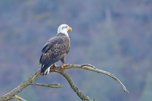 An american bald eagle is perched on a barren tree branch early in the day in north Idaho.