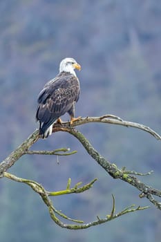 An american bald eagle is perched on a barren tree branch early in the day in north Idaho.